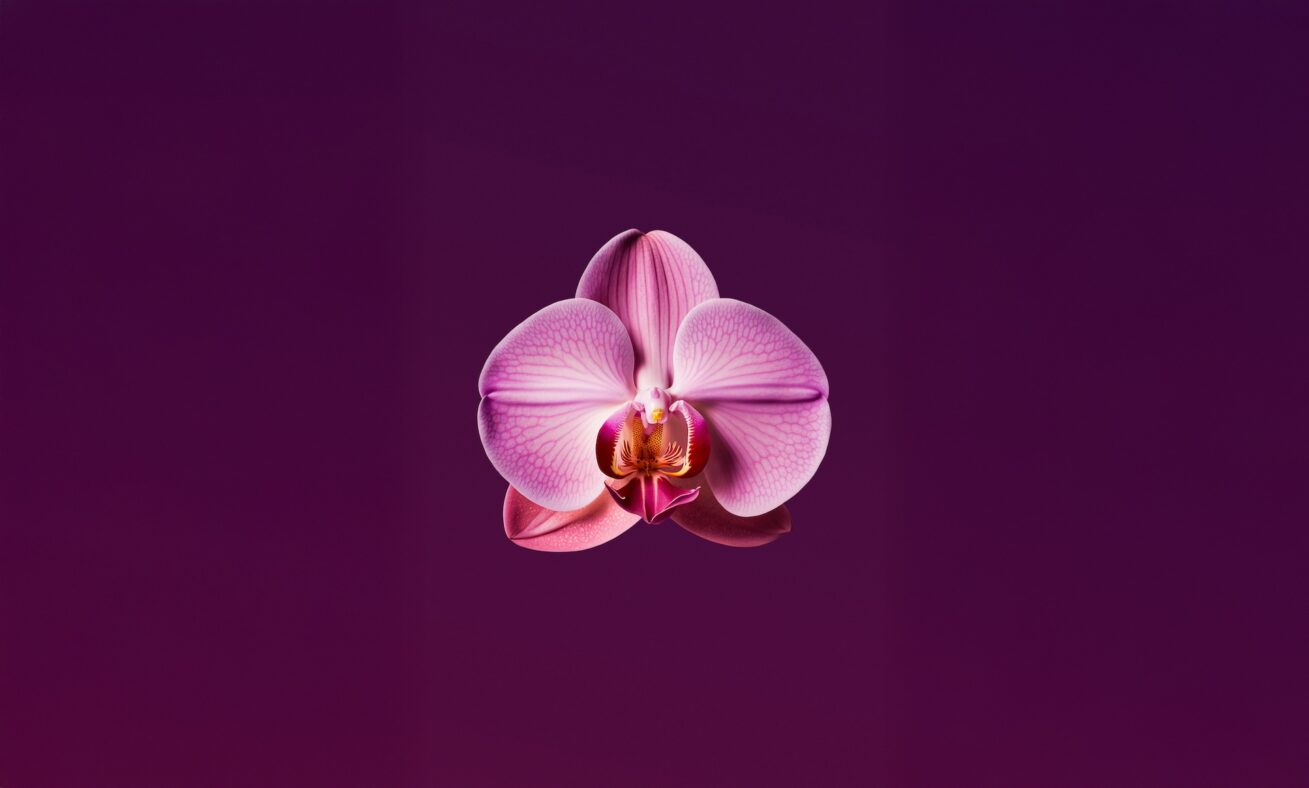 Reviving a genre for cultural relevance An image of an extended orchid